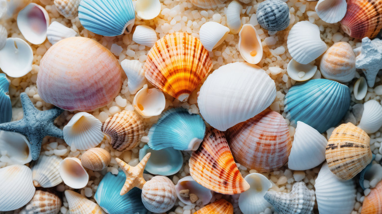 Brightly colored seashells in the sand.