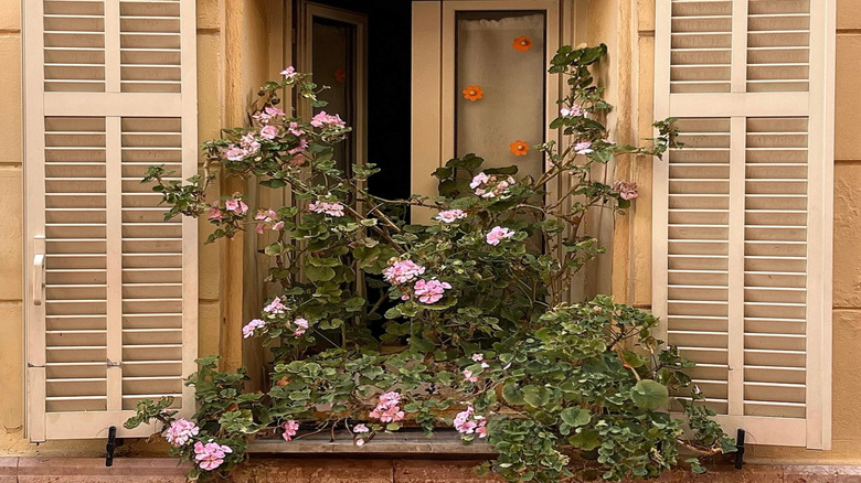yellow house with beige shutters