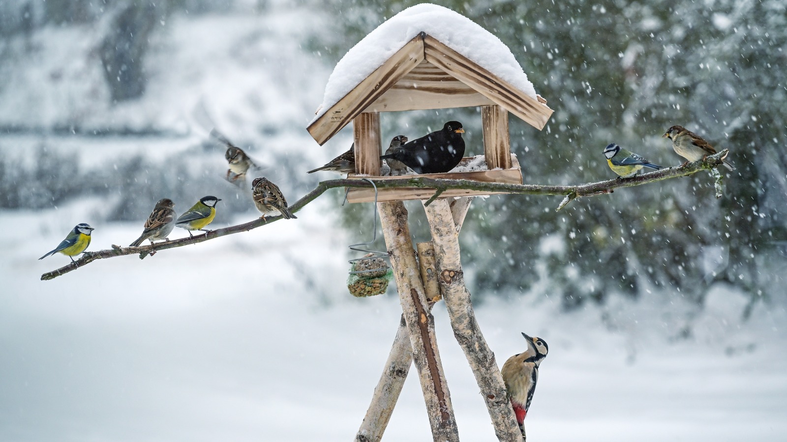 9 Common Birds You Might Find In Your Garden In Winter (And What To ...