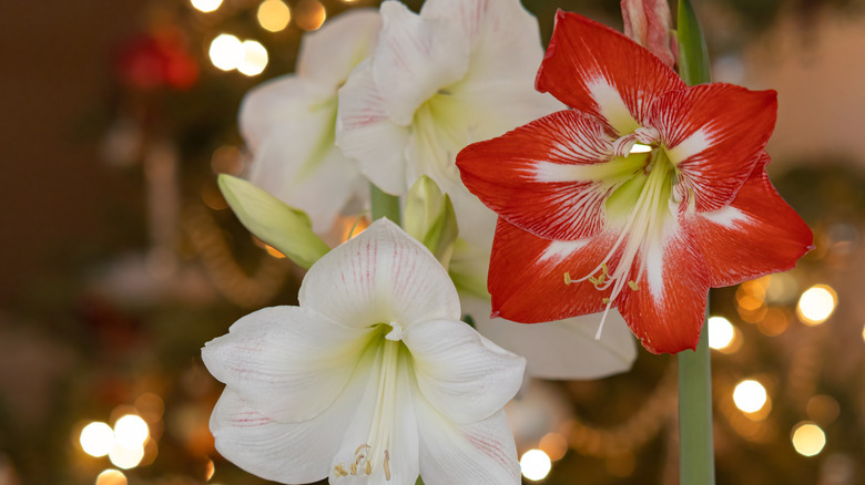 Red and white amaryllis flowers with Christmas tree in background