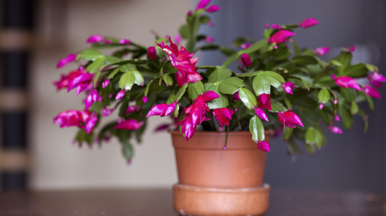 Holiday cactus in a pot