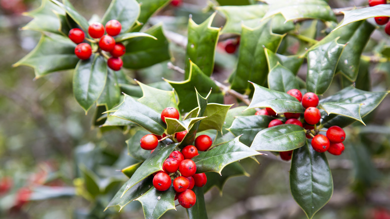Holly leaves and berries close-up