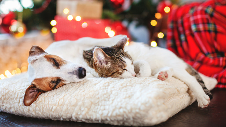 Dog and cat on a white bed in front of a Christmas tree