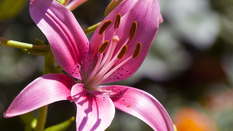 Pink lily flower close-up