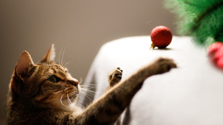 A cat trying to play with ornaments by a Christmas tree