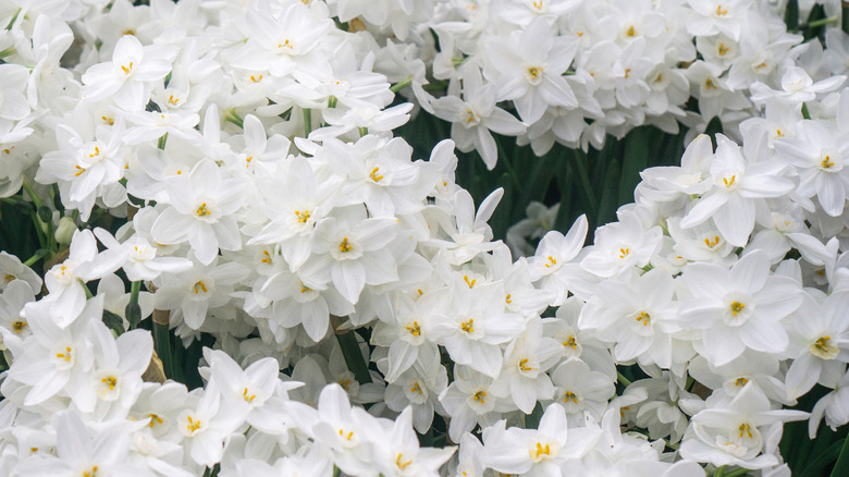 Paperwhite narcissus flowers close-up