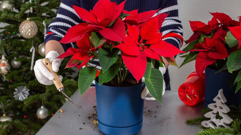 Person placing poinsettia plant in pot
