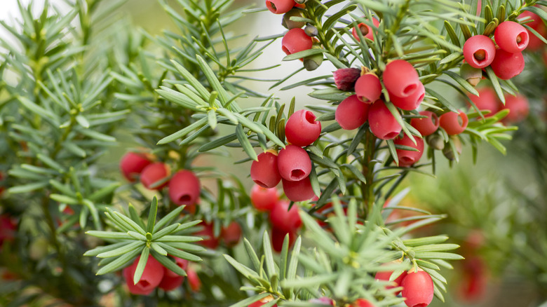 Yew needles and berries up-close