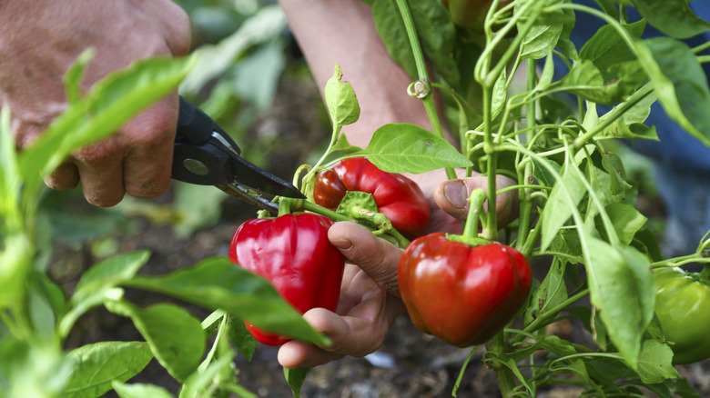 harvesting red peppers