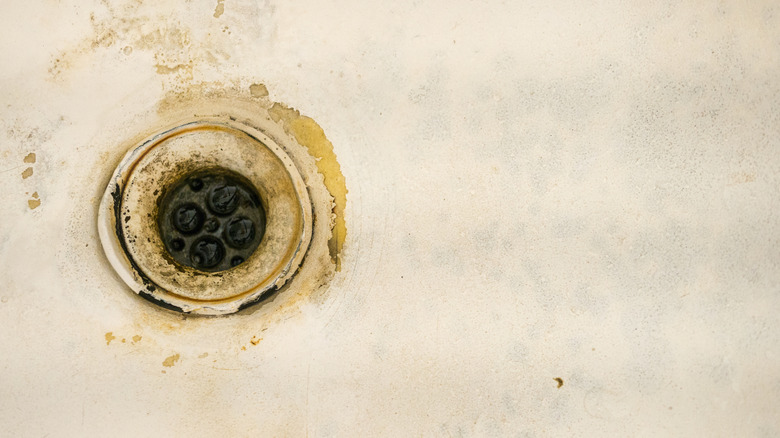Peeling, dirty shower drain covered in dark mold