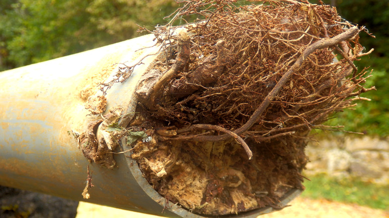 Closeup of a pipe blocked by tree roots