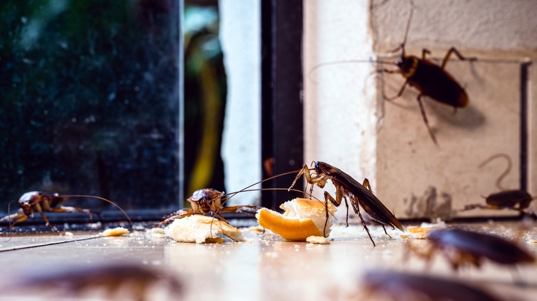 cockroaches crawling on floor