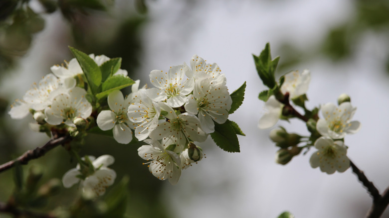 Carmine Jewel Sour Cherry blossoms
