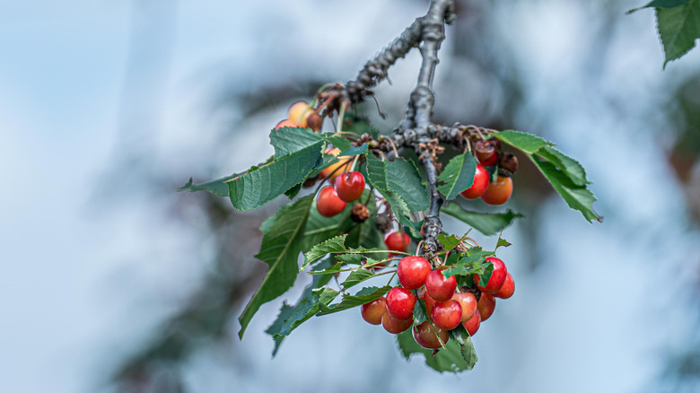 Crimson Passion Cherry fruit