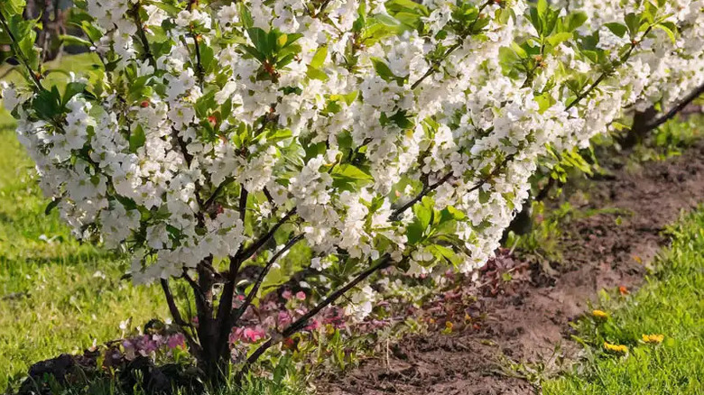 Cutie Pie Sour Cherry plants in a row
