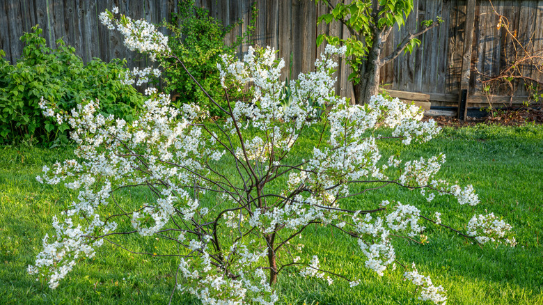 a dwarf cherry tree in blossom in a backyard