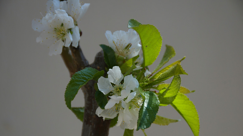 Cherry blossom flowers in spring in a lapins cherry tree