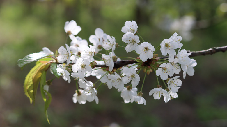 White cherry blossom on a tree in spring