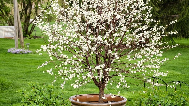 a Romeo Dwarf Cherry Tree