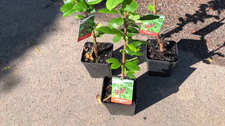 a Royal Crimson Cherry Tree at a nursery