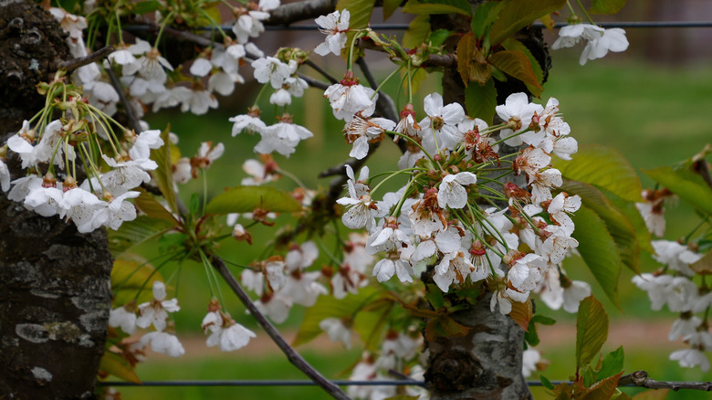Closeup of the white flower blossoms of the spring flowering Stella cherry fruit tree