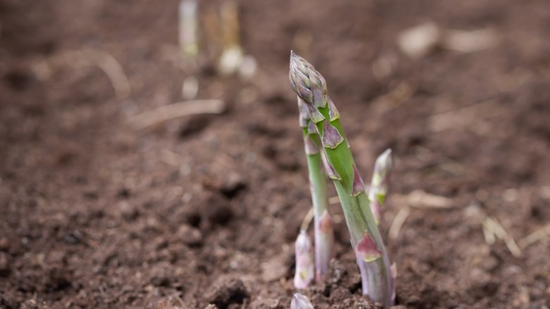 Shoots of asparagus coming out of the soil.
