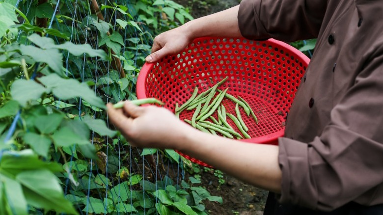 A person harvesting green beans from garden.