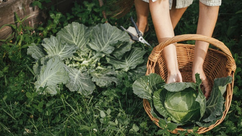A person harvesting a head of cabbage.