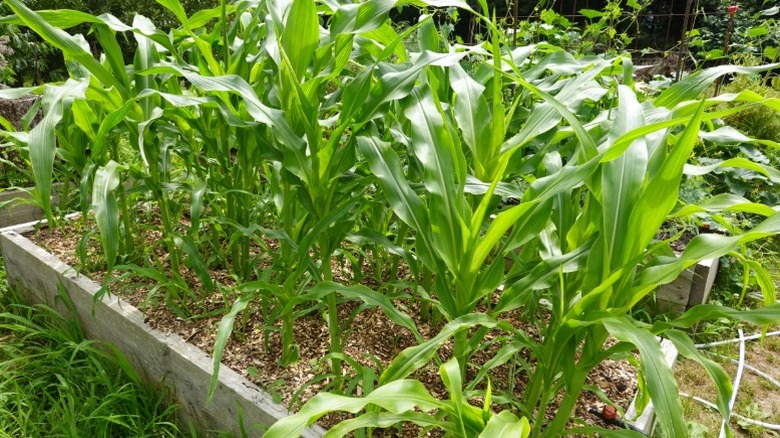 Corn growing in a raised garden bed.