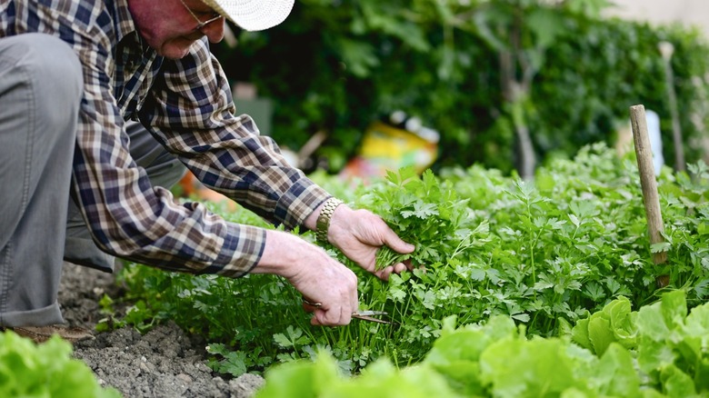 A man cutting a bunch of parsley from a garden bed.