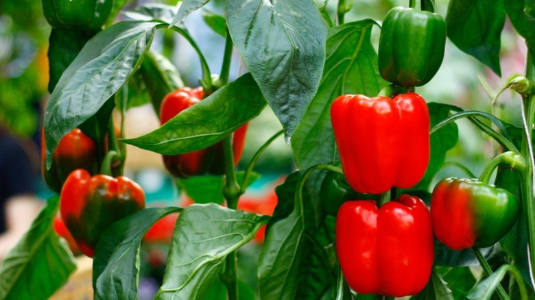 Red bell peppers growing in the garden.