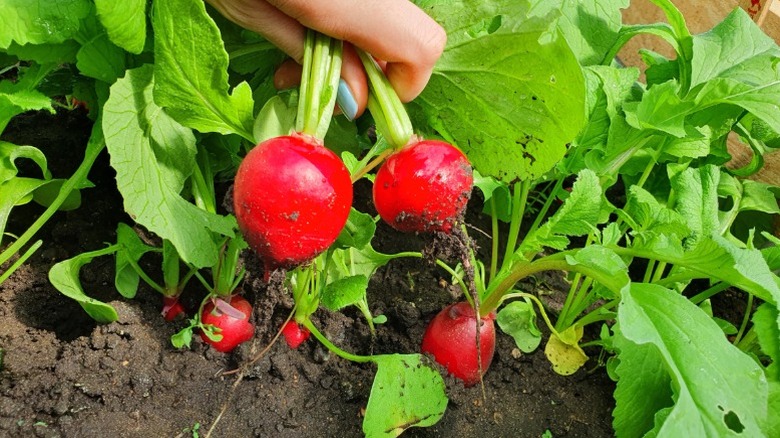 Radishes pulled from the ground.