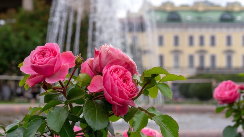 Closeup of a rose bush in full bloom.