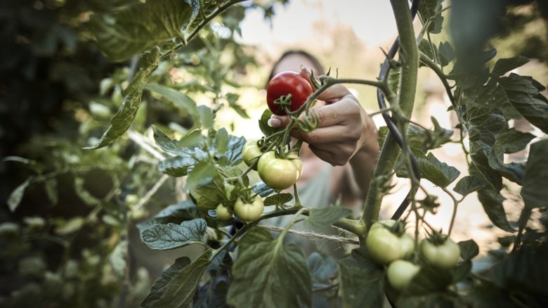 A person picking a ripe tomato.