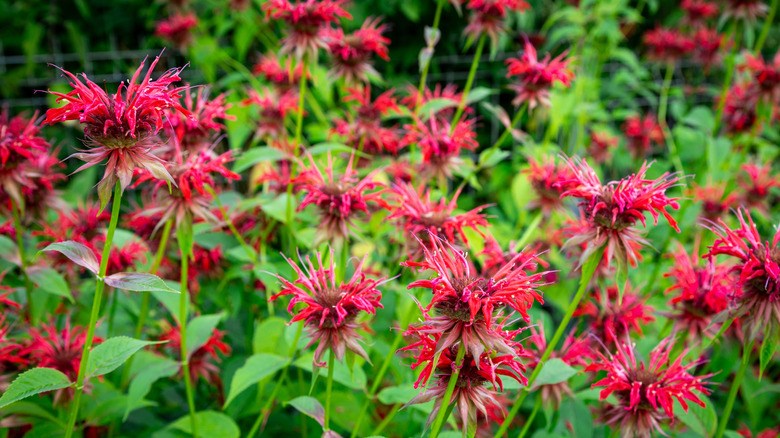 red bee balm flowers