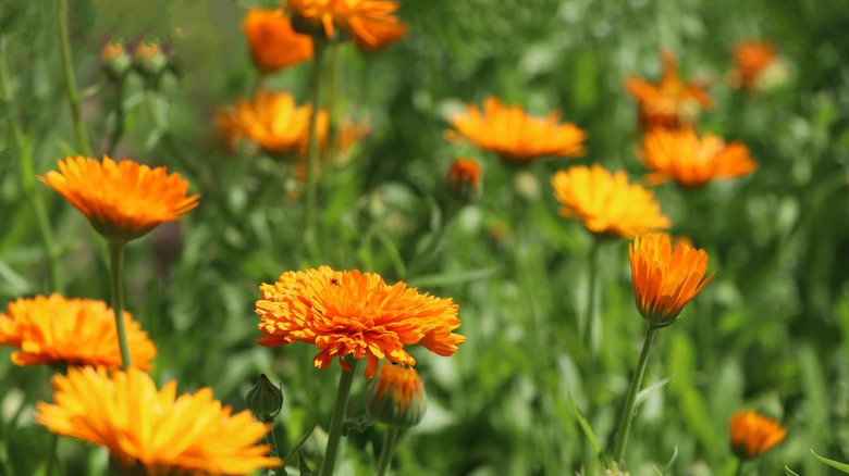 orange calendula flowers