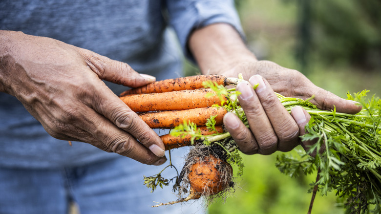 person holding carrots