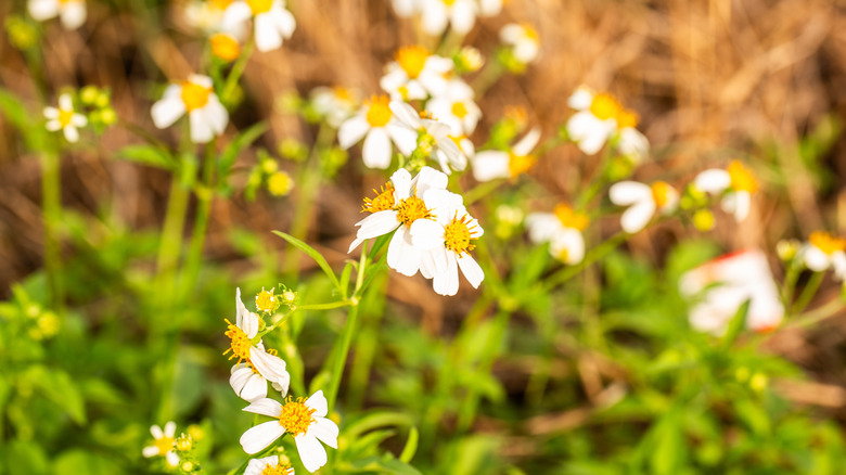 chamomile flowers on a sunny day