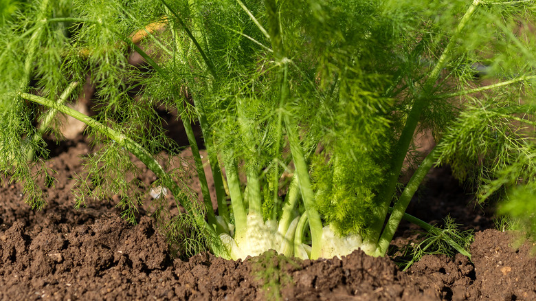 Fennel plant in soil