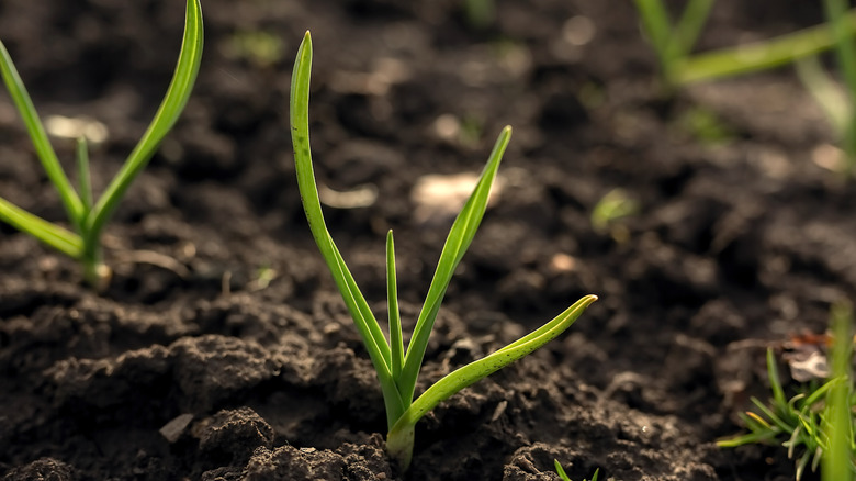 young garlic sprouts in soil