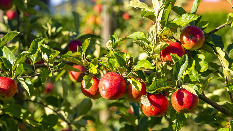apples in an apple tree