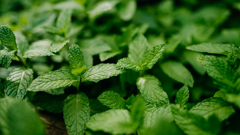 mint plant in a garden