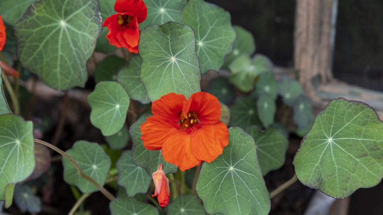 Nasturtium flower