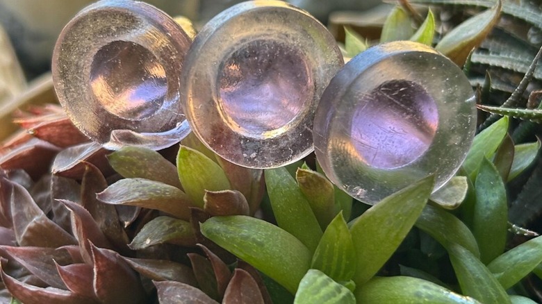 Glass stoppers in plant
