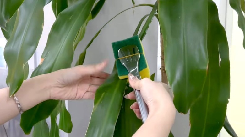 woman cleaning large ornamental plant leaves with sponges attached to kitchen tongs