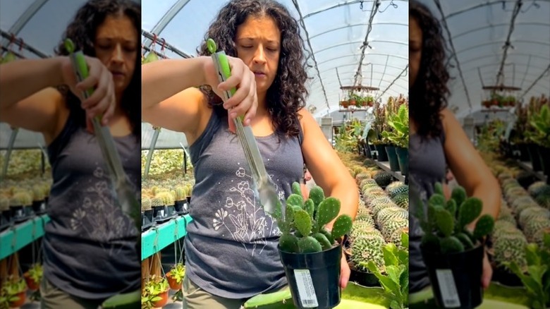 woman using old kitchen tongs to pull cutting from potted cactus