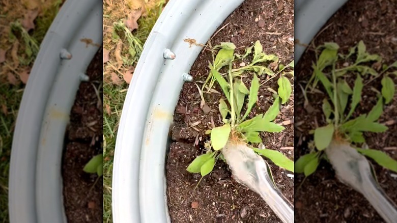 metal tongs pulling small weeds from planter soil