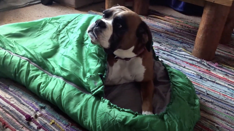 A dog lying on a bed made with a sleeping bag