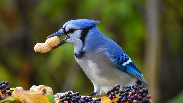 Close up of blue jay eating peanuts