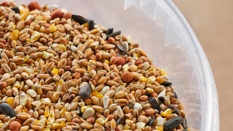 Close up of corn in birdseed